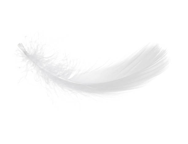 istock Beautiful fluffy bird feather isolated on white 2186682211
