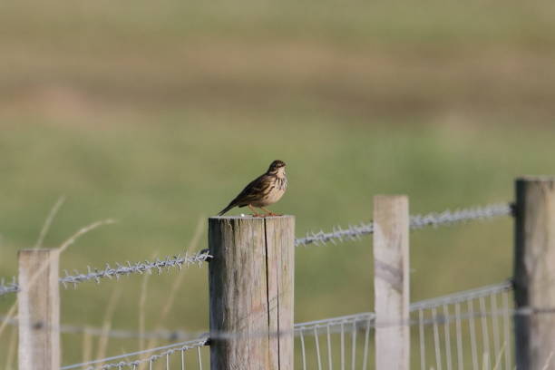 istock Meadow pipit on a fence 2186683241