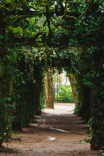 istock A shaded pathway framed by dense ivy-covered walls leads toward sunlight and distant trees, creating a serene and mysterious atmosphere in a lush park 2186683337