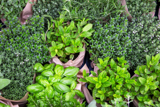 istock Fresh Culinary Herbs Basil and  Mint, Thyme, and Rosemary Close-Up 2186683367