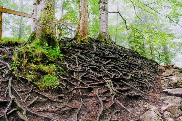 Tree Trunks and a Tangle of Roots