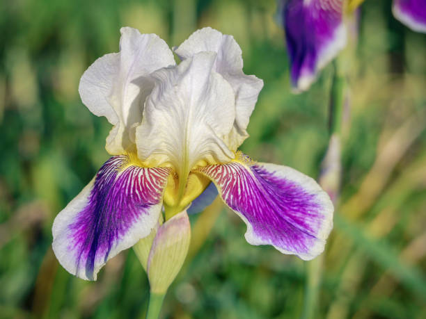 Close-up of vibrant white and purple iris flowers in a sunlit garden, showcasing delicate petals and natural beauty. Perfect for themes of nature, spring, and elegance