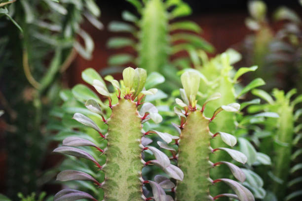 uphorbia trigona (also known as African milk tree, cathedral cactus, Abyssinian euphorbia, and high chaparall)