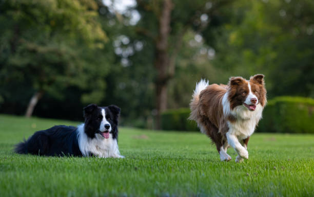 Dog plays in field of grass