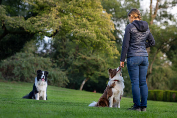 istock Border collie with owner training in a public park 2186687984