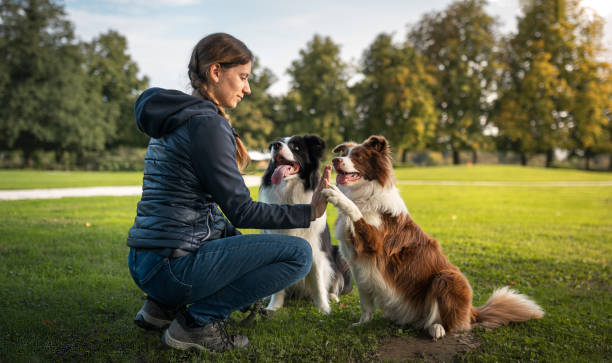 istock Border collie with owner training in a public park 2186687995