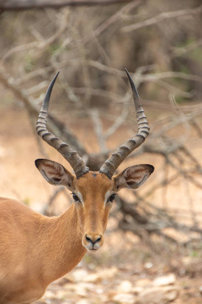 istock impala in Kruger National Park, South Africa 2186688145