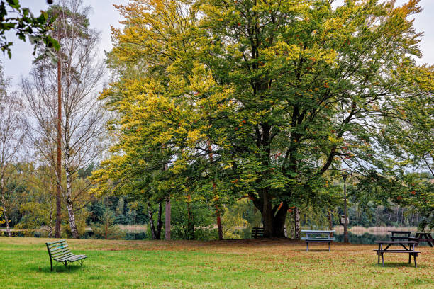 Benches and tables for relaxation in the autumn park. High quality photo