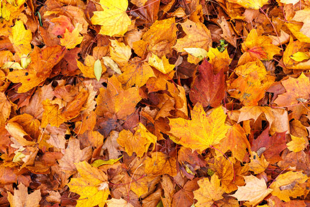 istock Autumn maple leaves lying like a carpet on the ground. 2186688891