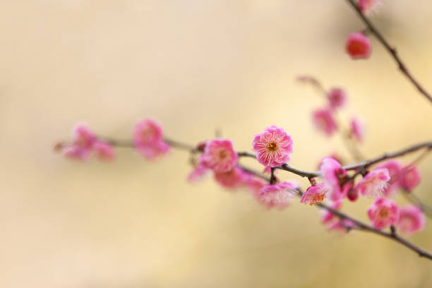 pink plum blossoms in early spring