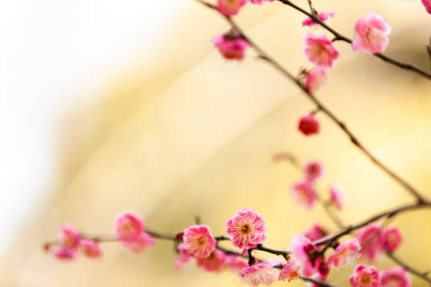 istock Pink Plum Blossoms Against Yellow Background 2186688928