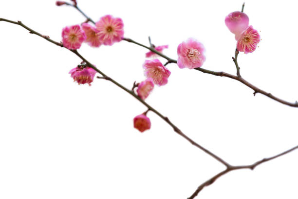 pink plum blossoms in early spring