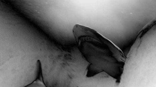 istock Looking up at a shark in the ocean 2186689182
