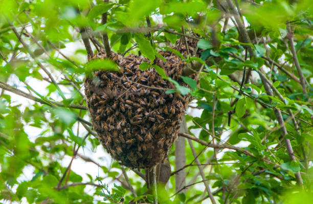 istock Honeybee swarm.jpg 2186689372