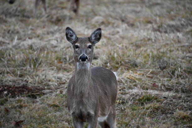 istock Midwinter Ozark Whitetail Doe 2186691169