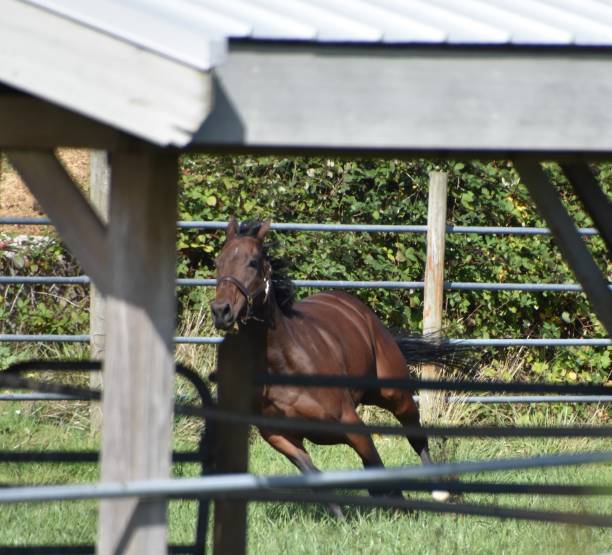 istock Horse running  within confines of stable yard 2186691443
