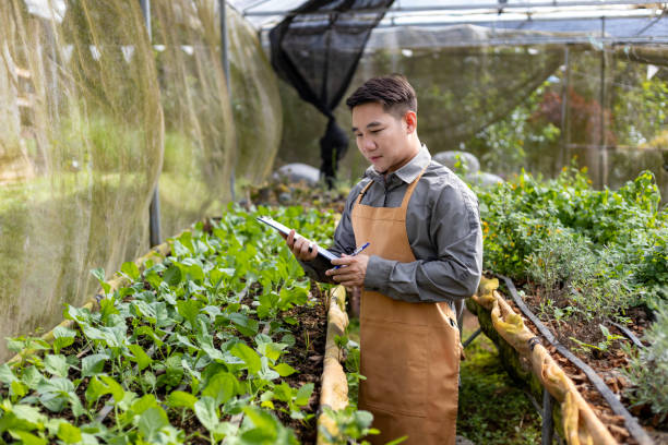 istock Asian local farmer growing salad lettuce and checking growth rate inside polytunnel greenhouse using organics soil approach for family own business and picking some for sale 2186691566