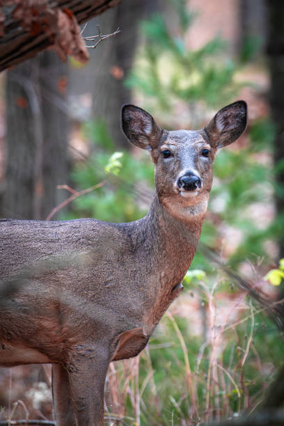 istock Young female white-tailed deer (Odocoileus virginianus) in a Wisconsin forest 2186692349