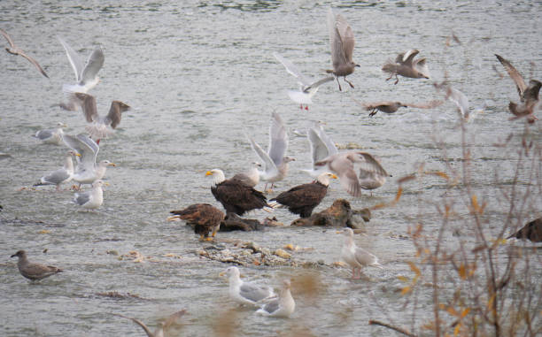 istock Bald Eagles and Seagulls in the Harrison River in Harrison Mills, British Columbia 2186692484