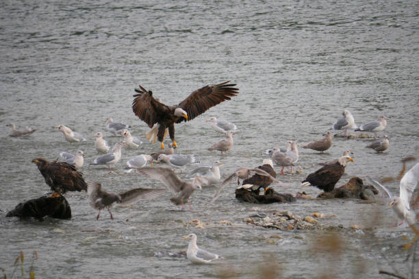 istock Bald Eagles and Seagulls in the Harrison River in Harrison Mills, British Columbia 2186692485