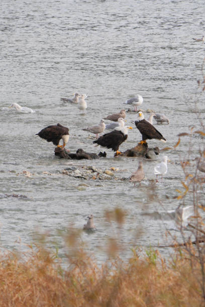 istock Bald Eagles and Seagulls in the Harrison River in Harrison Mills, British Columbia 2186692509