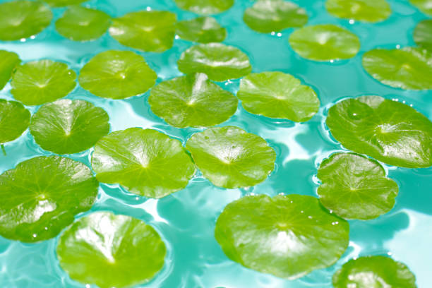 istock Centella asiatica in blue water 2186692814