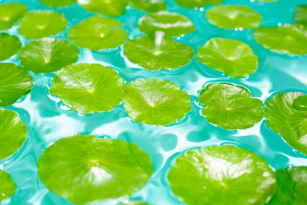 istock Centella asiatica in blue water 2186692866