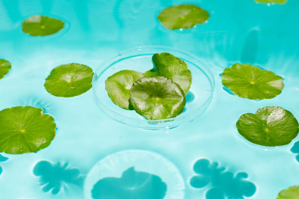 istock Centella asiatica in blue water 2186692999