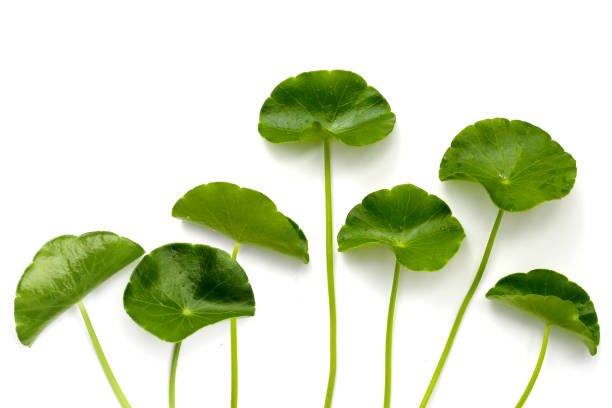 istock Fresh centella asiatica leaves. Gotu kola herb plant 2186693072