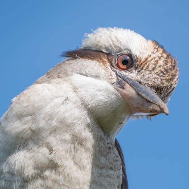 kookaburra bird close up photo