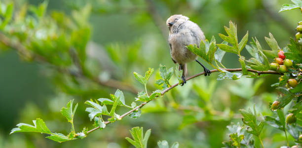 istock Tiny Bushtit Bird Forages on a Sunny Day 2186694463