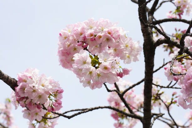 istock Branches of sakura flowers, cherry blossom 2186695077