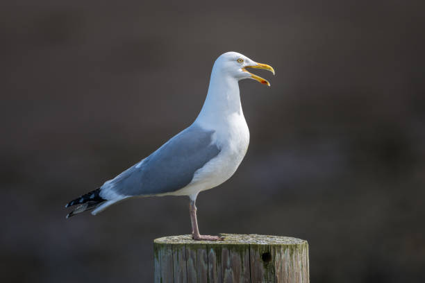 istock Herring Gull standing on large wooden post with mouth open 2186695285