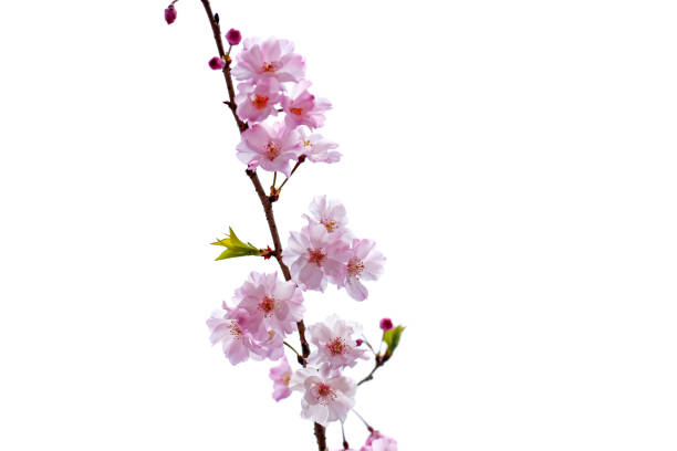 istock Branches of sakura flowers, cherry blossom 2186695290