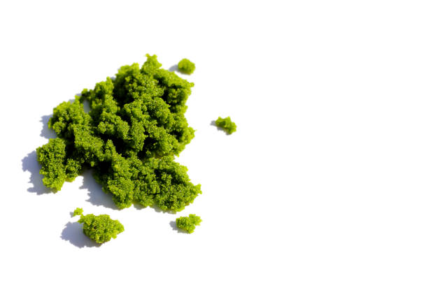 istock Fresh water alga, water meal or swamp algae 2186695561