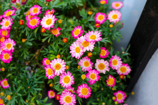 Margaret flowers in garden pot