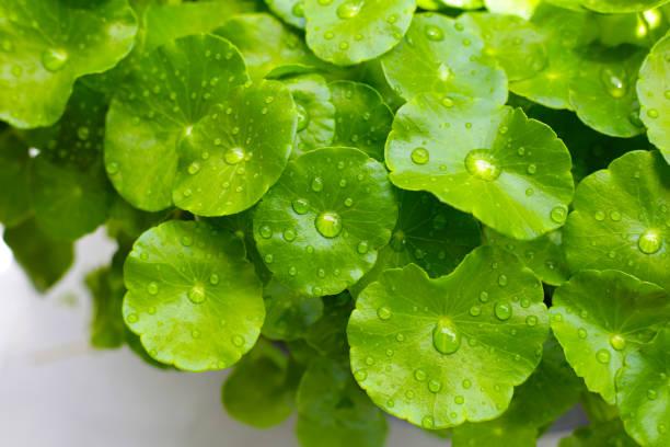 istock Fresh centella asiatica leaves with rain drop. Gotu kola herb plant 2186697474