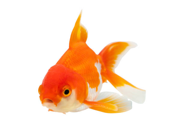 Oranda goldfish isolated on white background close up