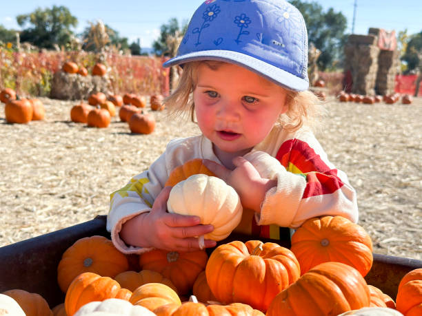 Toddler exploring a corn maze and pumpkin patch in autumn in Reno, NV