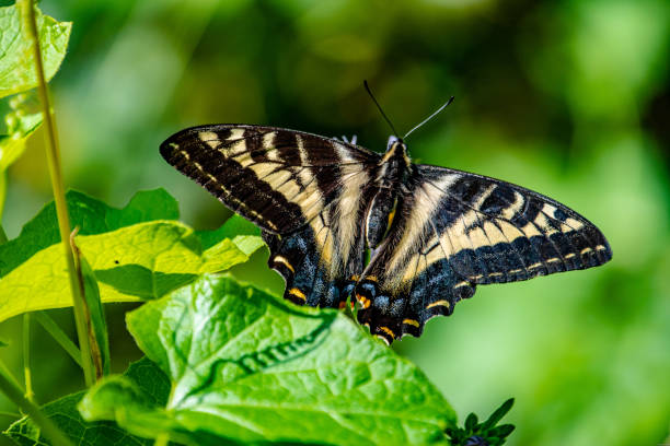 istock Beautiful Tiger Swallowtail Wing Spread on Green Bush 2186699933