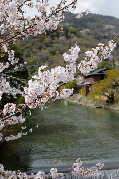 istock The cherry blossoms in the Japan park 2186700083