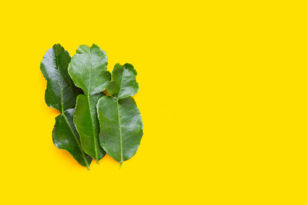 istock Kaffir lime leaves on yellow background. 2186700433