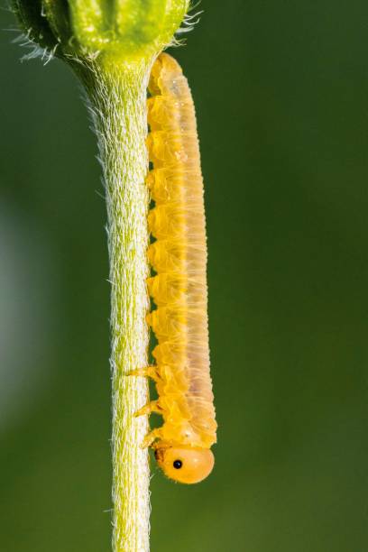 istock Yellow larva or caterpillar 2186700436