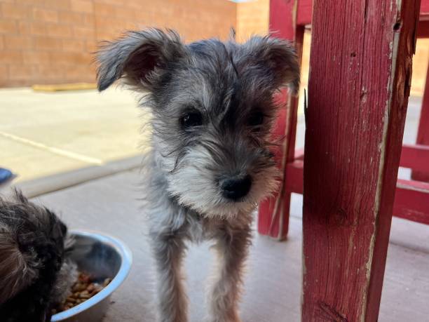istock adorable schnauzer puppy 2186700653