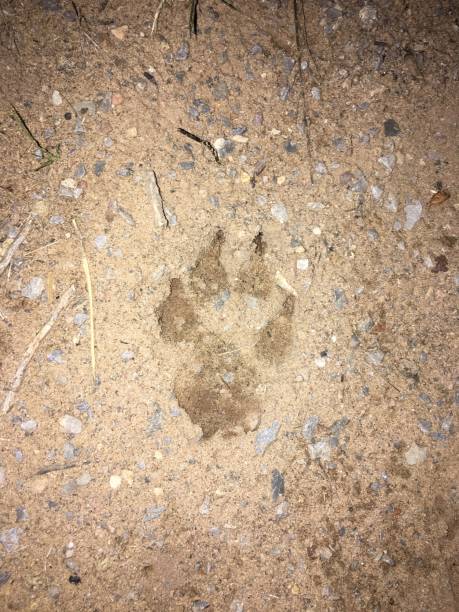 istock animal paw print in the sand 2186700679