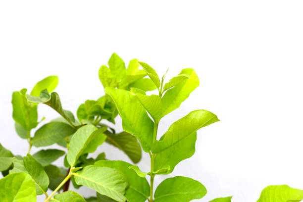 Guava leaves on white background.