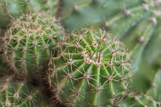 Close-up of a green cactus with sharp spines