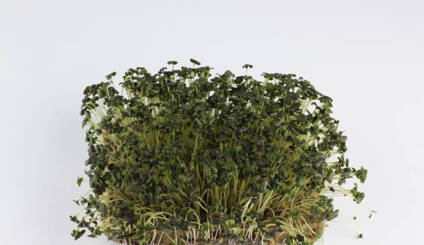 istock Fresh microgreens growing in a small tray indoors under bright lighting 2186705282