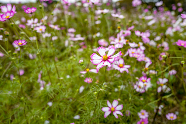 Flower garden of the cosmos