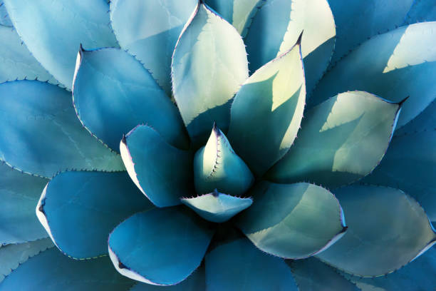 istock Pale blue houseplant. 2186709601
